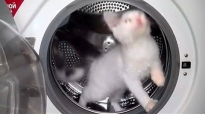 Pisicuta care vrea sa fie hamster in masina de spalat