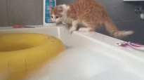 O pisica curioasa face baie
